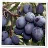 prune2.jpg