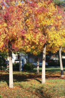 yellow-leaf.jpg