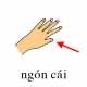 104-ngoncai