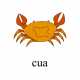 557_cua
