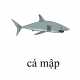 645_camap